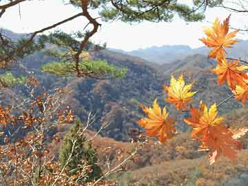 2004新澳门天天开好彩大全正版,澳门博彩业进入了一个新的发展阶段