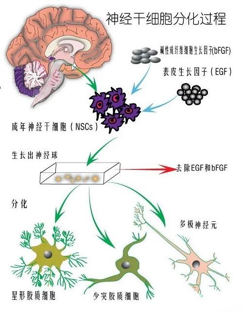 华山神经干细胞研究取得最新进展