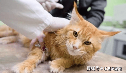 新澳门正版免费资料大全功能介绍,被宠物猫抓伤出血要打针吗_智能版7.81