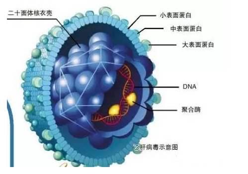 中国冠状病毒最新状况报告概览