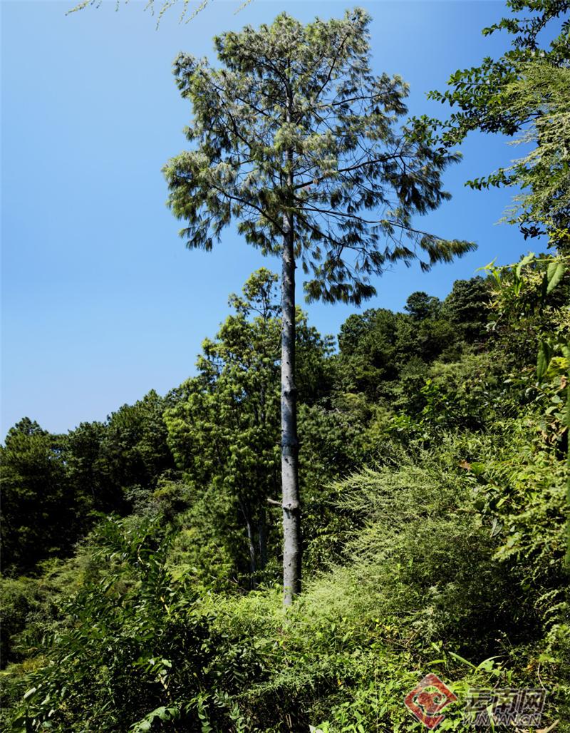 药山片区最新规划揭秘，未来城市发展的宏伟蓝图