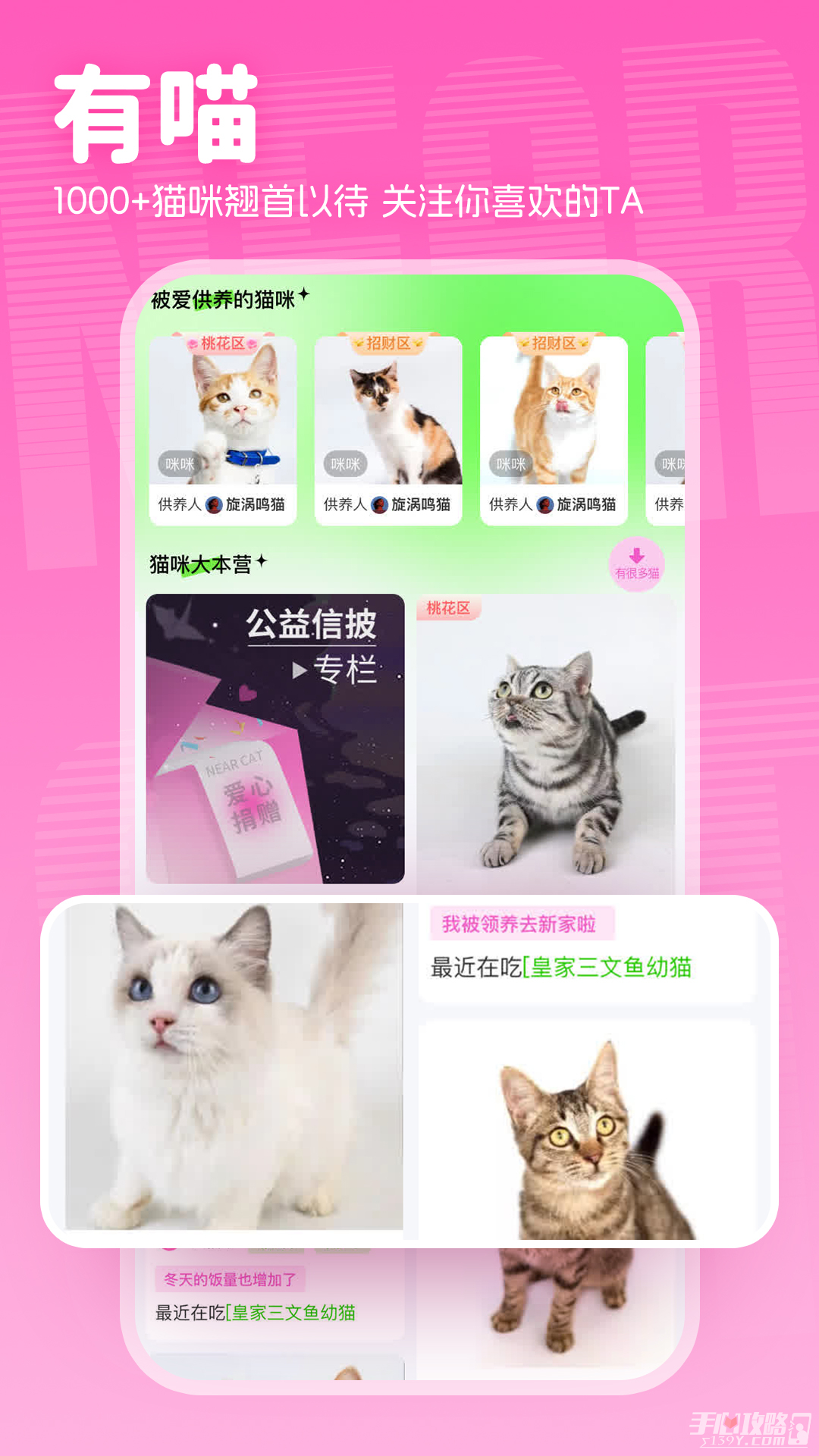 猫途新探索，揭开猫咪新世界的神秘面纱